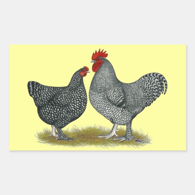 Pegatina Rectangular Pollos malinos (Anverso)