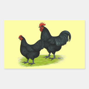 Pegatina Rectangular Pollos negros de Australorp