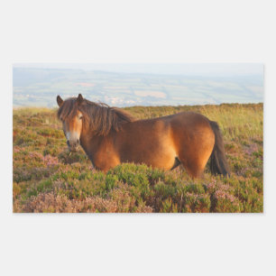 Pegatina Rectangular poni de Exmoor, caballo, Somerset, Inglaterra