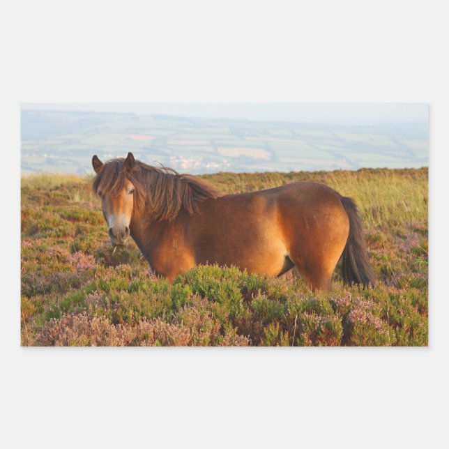 Pegatina Rectangular Pony de exmoor, caballo, Somerset, Inglaterra (Anverso)