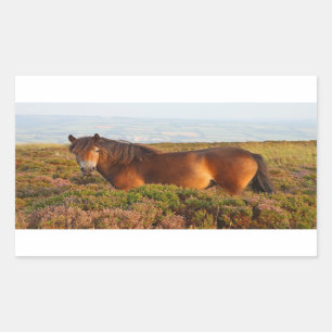 Pegatina Rectangular Pony de exmoor, caballo, Somerset, Inglaterra