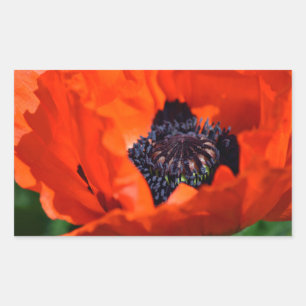 Pegatina Rectangular Poppy Oriental