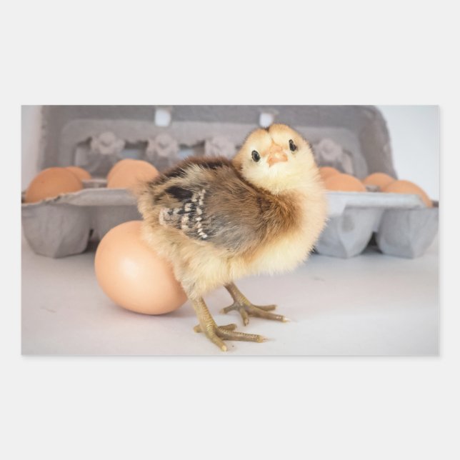 Pegatina Rectangular Precious Baby Chick and Eggs (Anverso)