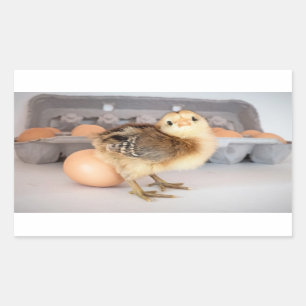 Pegatina Rectangular Precious Baby Chick and Eggs