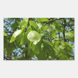 Pegatina Rectangular Primavera Birch deja el árbol verde