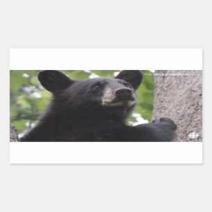 Pegatina Rectangular Primavera - Oso negro