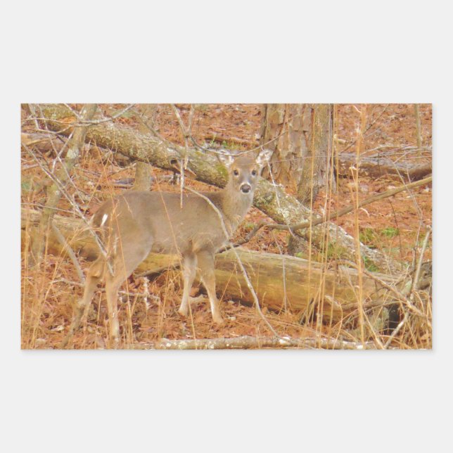 Pegatina Rectangular Primer invierno de Baby Deer (Anverso)