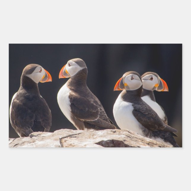 Pegatina Rectangular Puffins (Anverso)