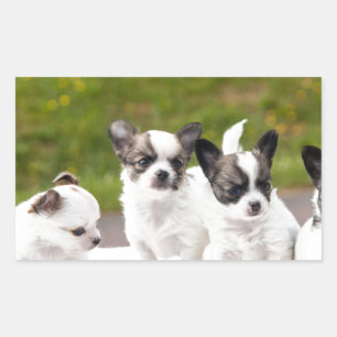 Pegatina Rectangular puppies-453532.jpg