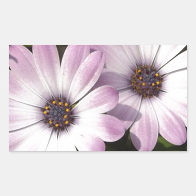 Pegatina Rectangular Purple Daisies (Anverso)