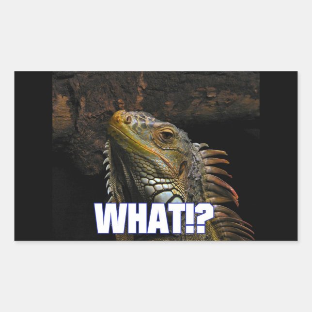 Pegatina Rectangular ¿¡Qué!? Iguana (Anverso)