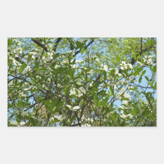 Pegatina Rectangular Ramas de Dogwood florecen árboles de primavera