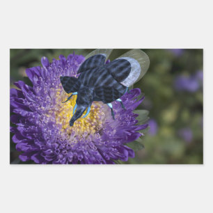 Pegatina Rectangular Rara bicho de elefante azul