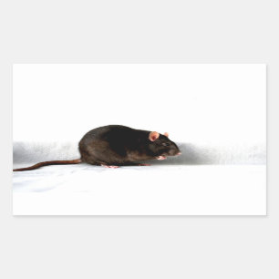 Pegatina Rectangular Rat stcna