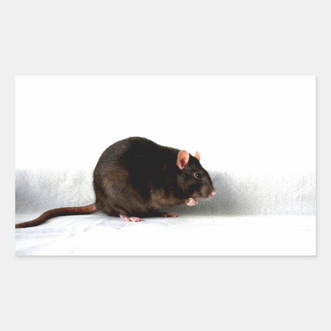 Pegatina Rectangular Rat stcnm (Anverso)