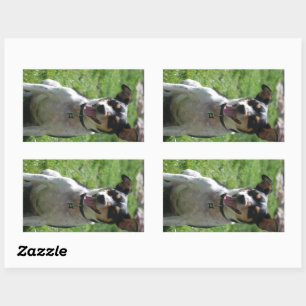Pegatina Rectangular rata terrier lindo sentado