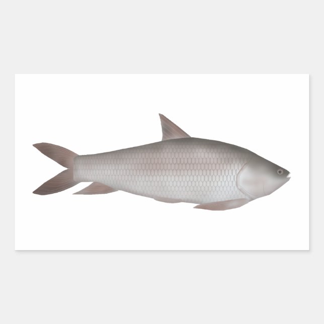 Pegatina Rectangular Reba Carp (Anverso)