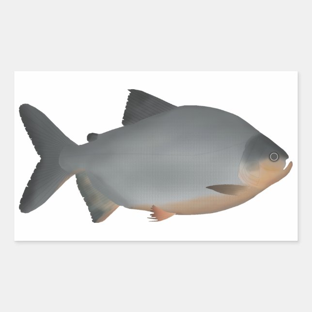 Pegatina Rectangular Red-bellied Pacu (Anverso)