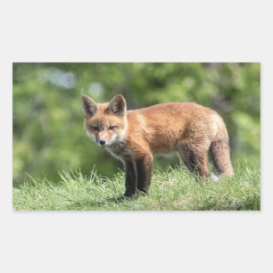 Pegatina Rectangular Red Fox Kit