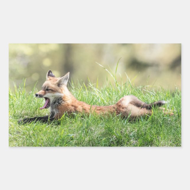 Pegatina Rectangular Red Fox Kit (Anverso)