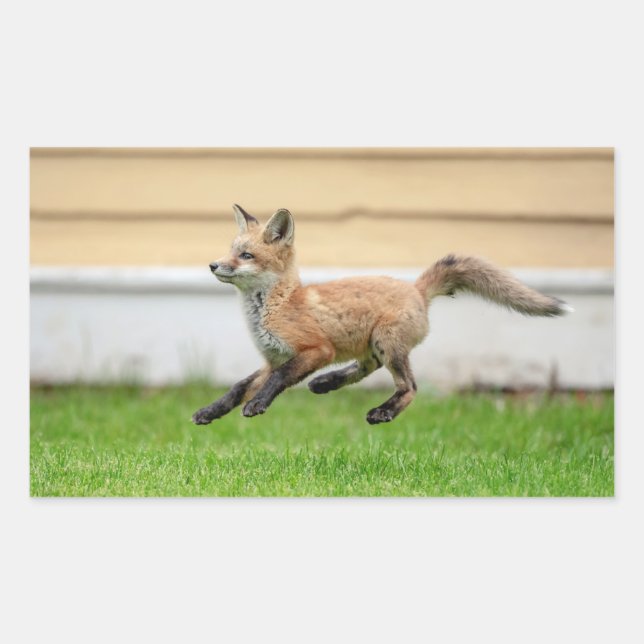 Pegatina Rectangular Red Fox Kit en el Valle de Hudson (Anverso)