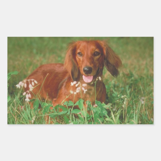 Pegatina Rectangular Red Long Haired Dachshund (Anverso)