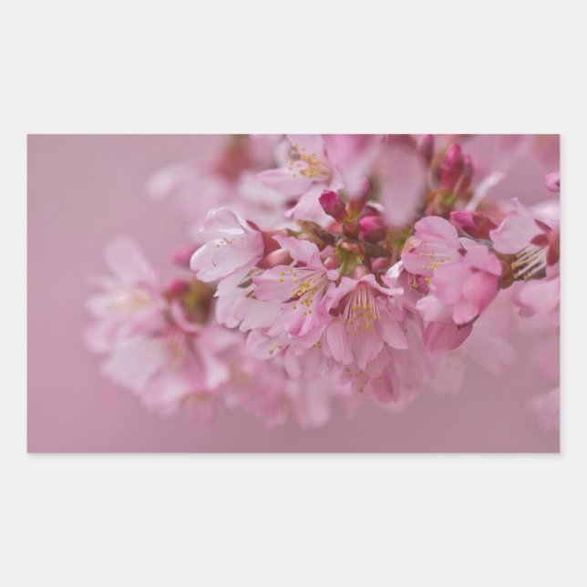 Pegatina Rectangular Reflejos Rojizos Pálidos de Flor de Cerezo Sakura (Anverso)