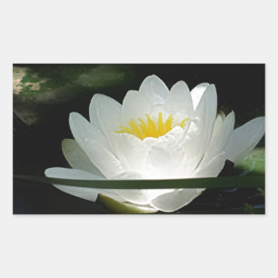 Pegatina Rectangular Regalos de flores de Lotus