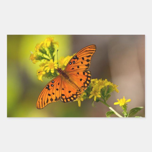 Pegatina Rectangular Regalos y Ropa de Mariposa del Golfo Fritillary (Anverso)