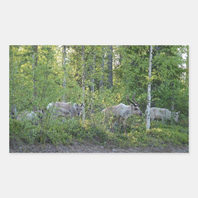Pegatina Rectangular Renos en pegatinas de Laponia (Anverso)