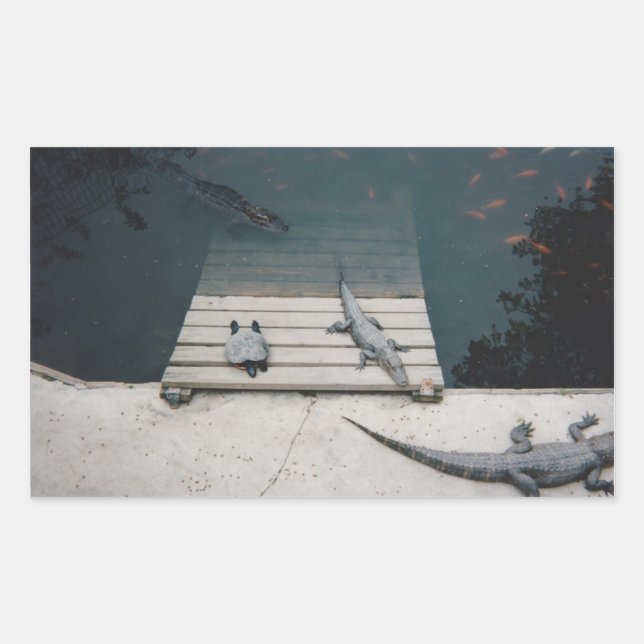 Pegatina Rectangular Reptiles Basking (Anverso)