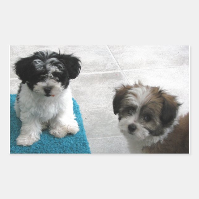 Pegatina Rectangular Rescate habanés cachorros gris blanco negro (Anverso)