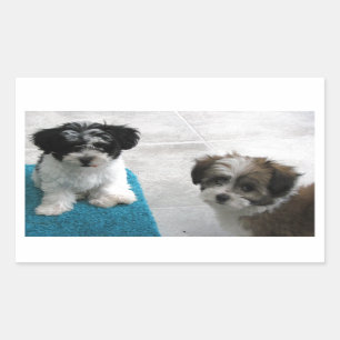 Pegatina Rectangular Rescate habanés cachorros gris blanco negro