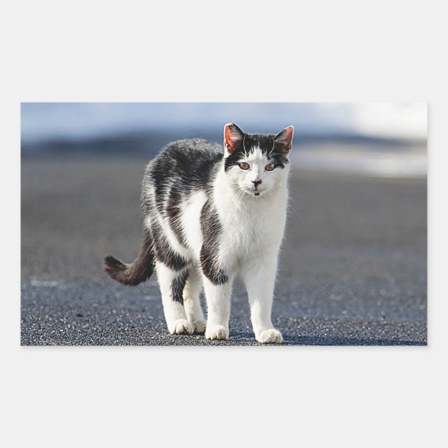 Pegatina Rectangular Retrato de un gato (Anverso)