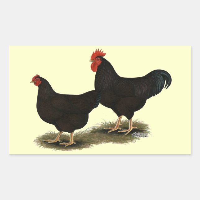 Pegatina Rectangular Rhode Island Red Bantams (Anverso)