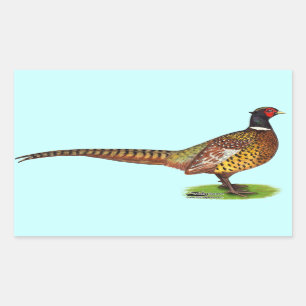 Pegatina Rectangular Ringneck Pheasant Rooster