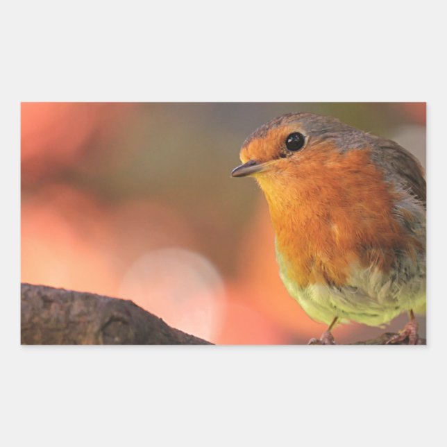 Pegatina Rectangular Robin en una rama (Anverso)