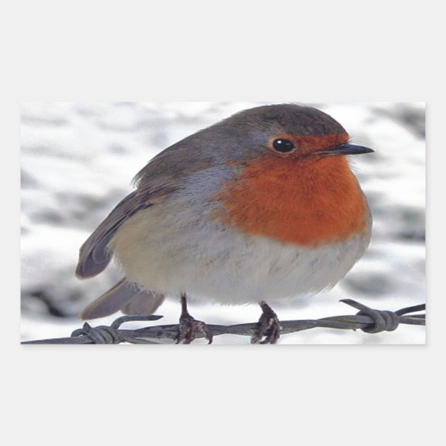 Pegatina Rectangular Robin Redmama (Anverso)