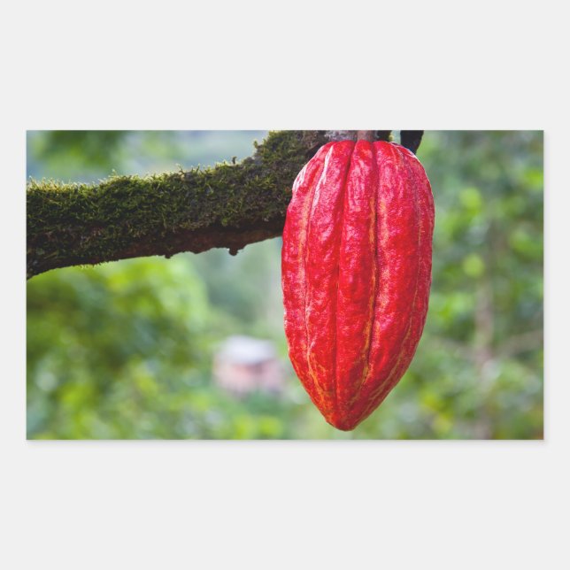 Pegatina Rectangular rojo de la vaina de cacao (Anverso)