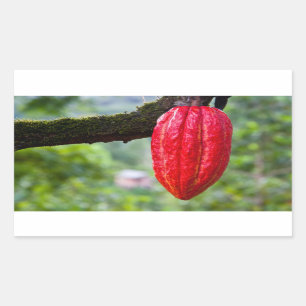 Pegatina Rectangular rojo de la vaina de cacao