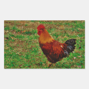 Pegatina Rectangular Rooster en el Jardín