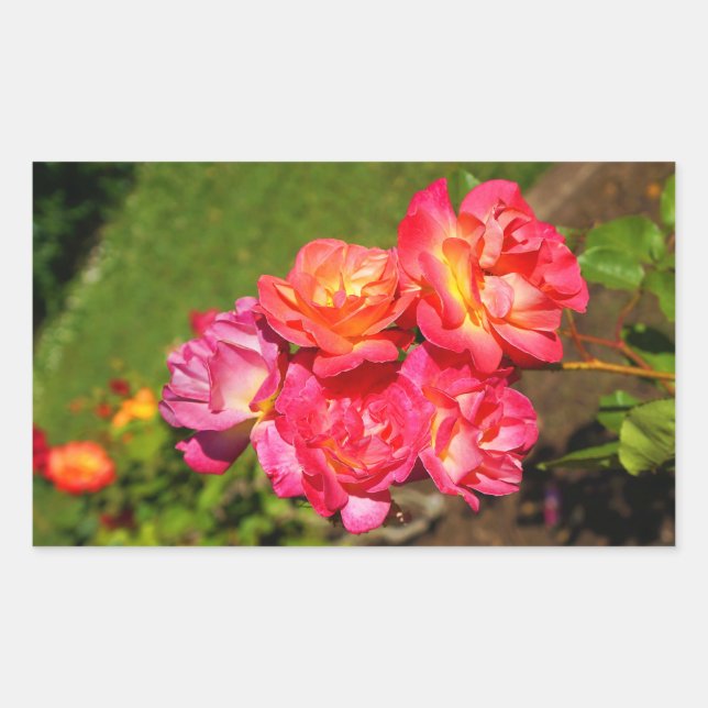 Pegatina Rectangular Rosa de abrigo de Joseph #1-2 Pegatinas (Anverso)