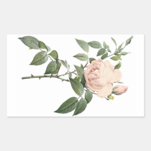 Pegatina Rectangular rosa de té fragante de Redouté