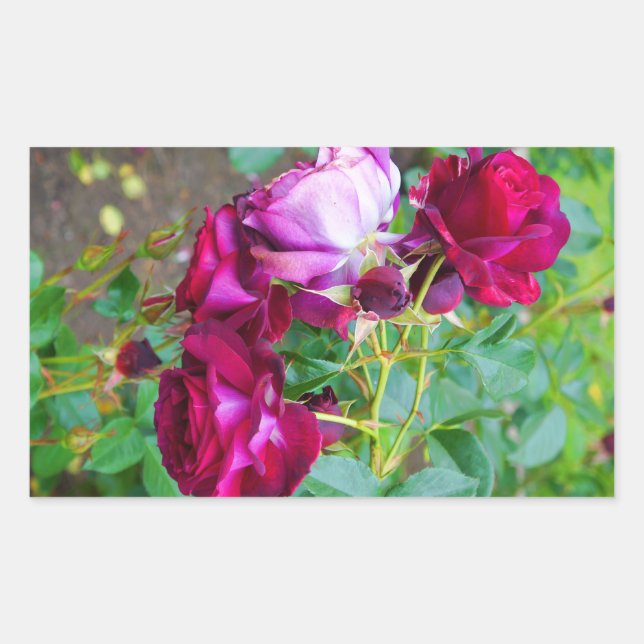 Pegatina Rectangular Rosa de Yonder azul salvaje #1-2 Pegatinas (Anverso)