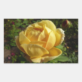 Pegatina Rectangular Rosa inglés amarillo