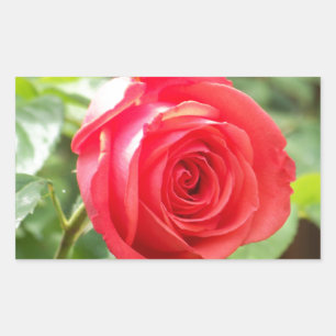Pegatina Rectangular Rosa naranja