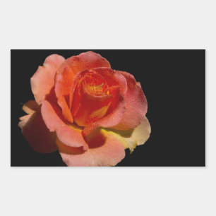 Pegatina Rectangular Rosa naranja