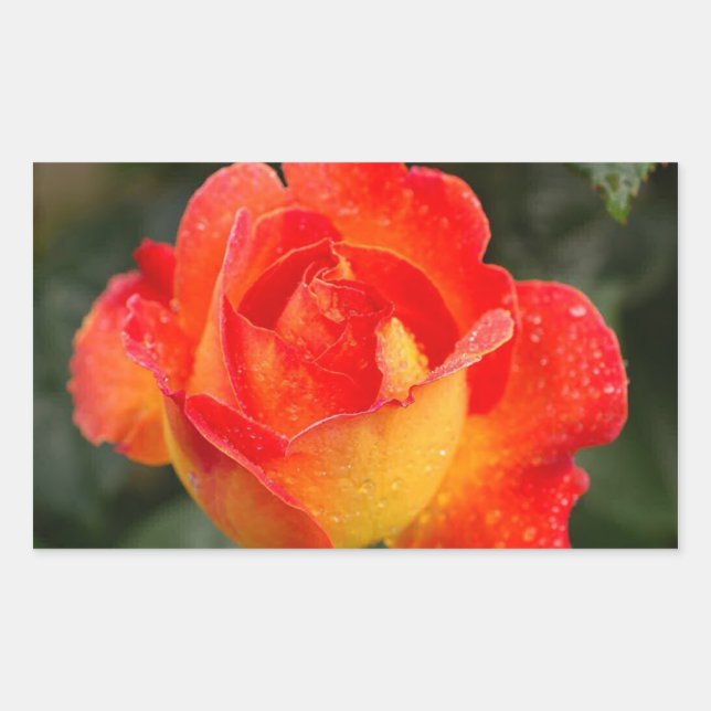 Pegatina Rectangular Rosa naranja Floral (Anverso)
