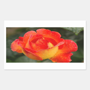 Pegatina Rectangular Rosa naranja Floral