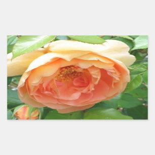 Pegatina Rectangular Rosa naranja Rubor